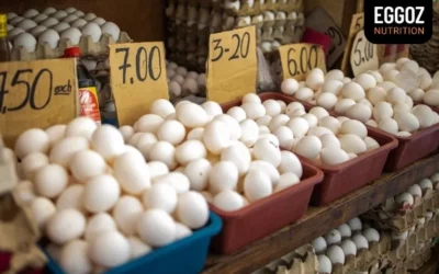 Here you’ll know India’s Budget-Friendly Nutritious Egg Market